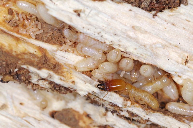 Wood Insect Inspection