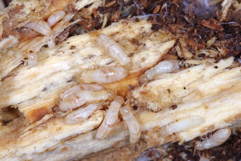 Wood Insect Inspection