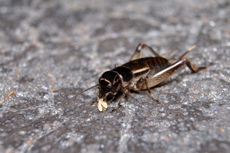 Cricket Control Service in Frisco, TX