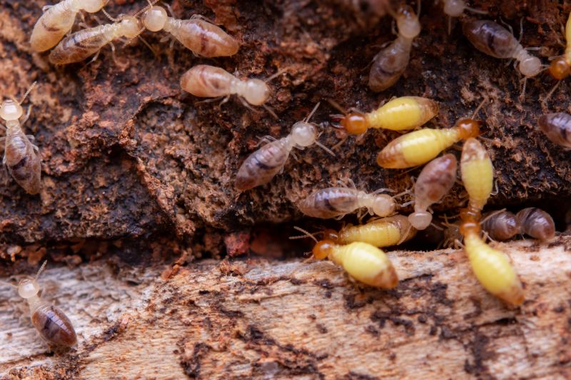 Early Warning Signs Of A Termite Infestation