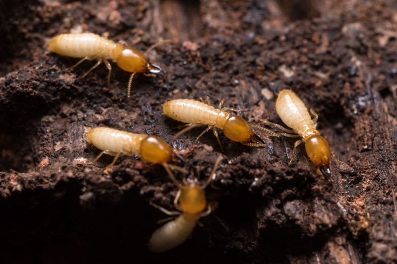 Health And Property Risks Associated With Termite Activity