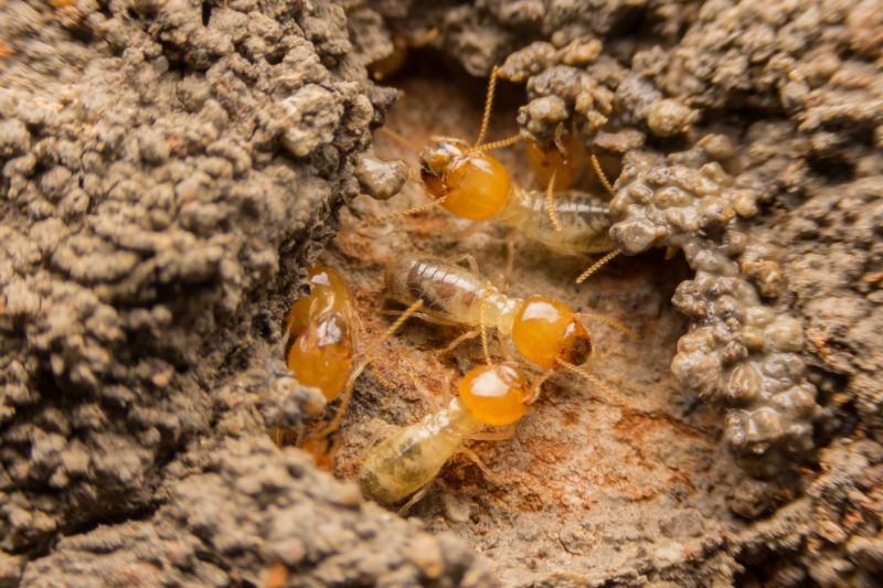 Health And Property Risks Associated With Termite Activity