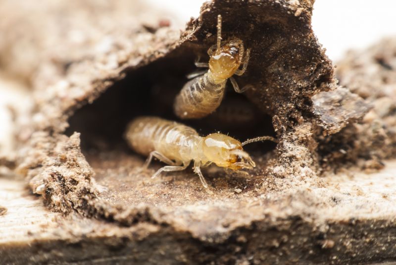 How Termites Enter Homes And Commercial Structures