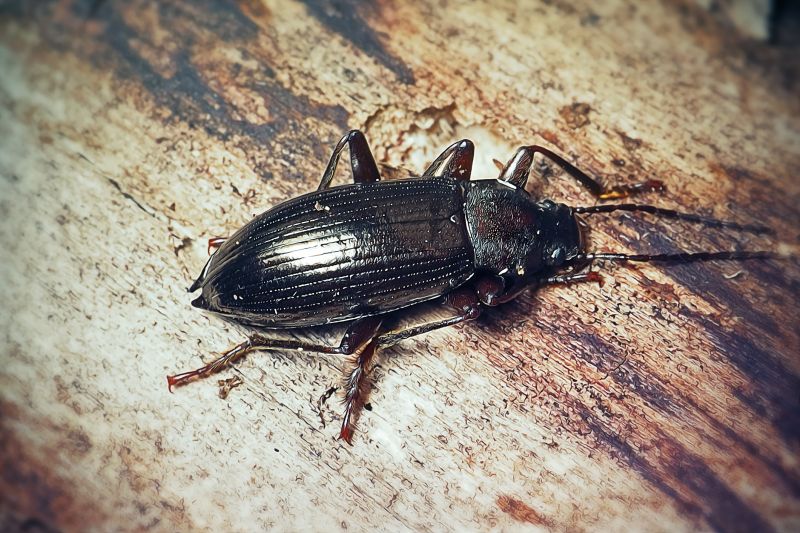 Mud Dauber Extermination in Frisco, TX