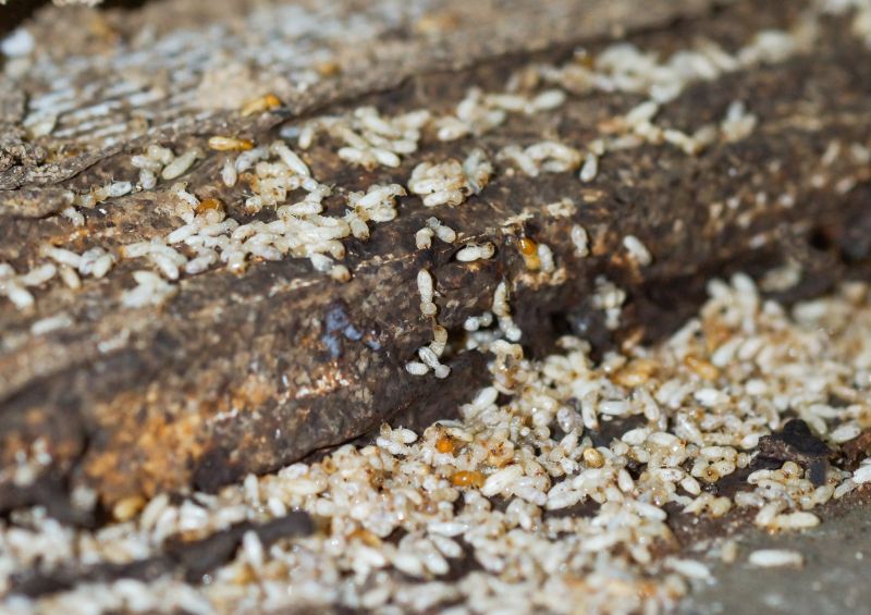 The Hidden Costs Of Termite Damage In Commercial Buildings