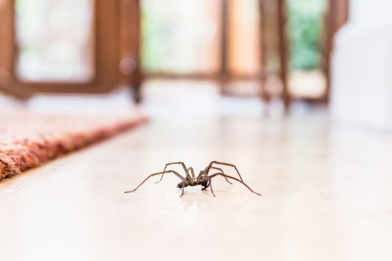 Trapdoor Spider Removal in New Braunfels, TX