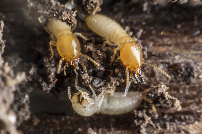 Why Commercial Termite Control Requires Specialized Treatment Plans