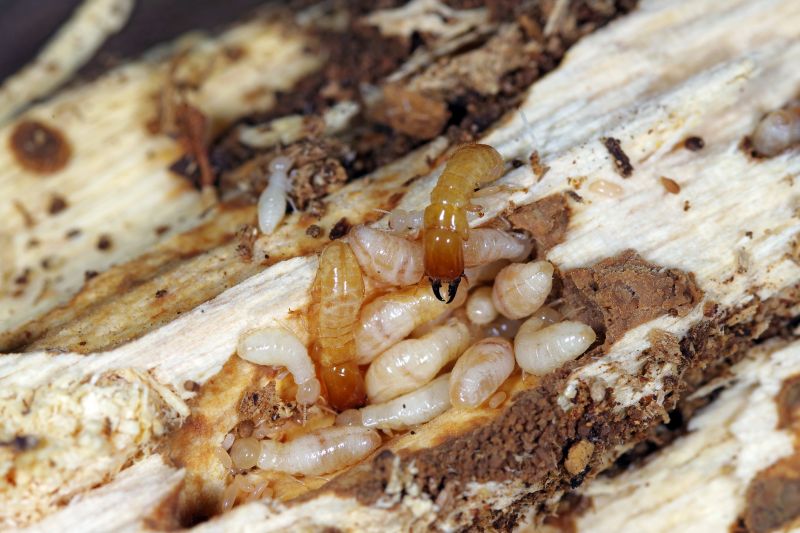 Wood Insect Inspection