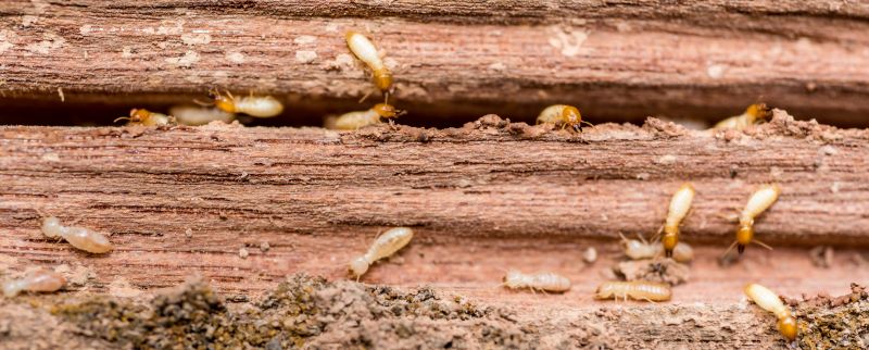 Wood Insect Inspection