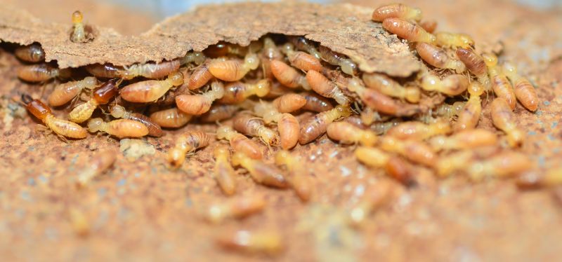 Completed Wood Insect Inspection