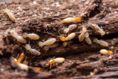 Detect Active Termites!