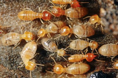 Determine if Termites are Present!