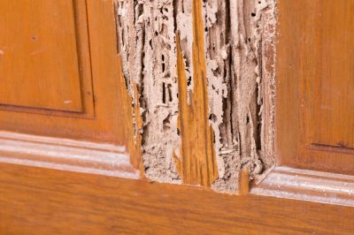 Eliminate and Protect from Termites!