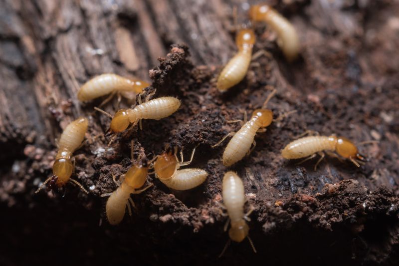 Termite Service in Frisco, TX